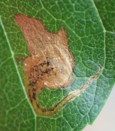 Réf. 213 087 : Amauromyza fraxini